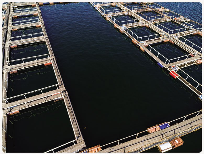 한국의 양식업 | Budidaya Perikanan Korea